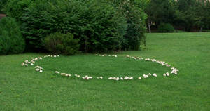 mushroom-fairy-ring.jpg