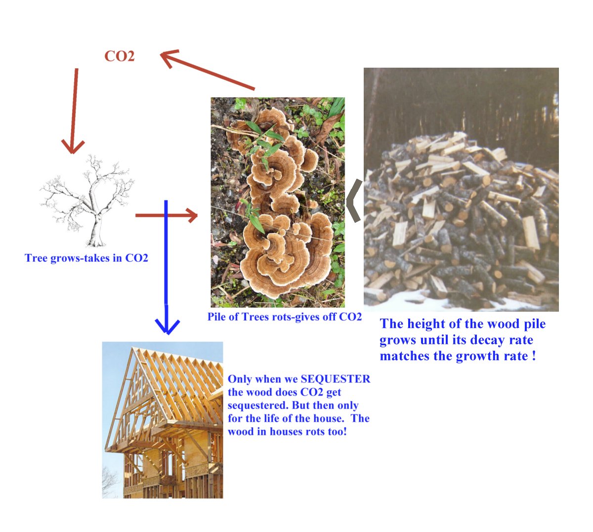 tree-carbon-cycle-1.jpg