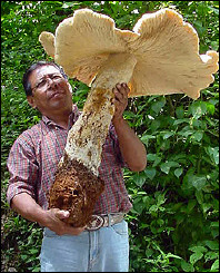giant-mushroom.jpg